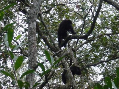Howler Monkey at the Belize Zoo