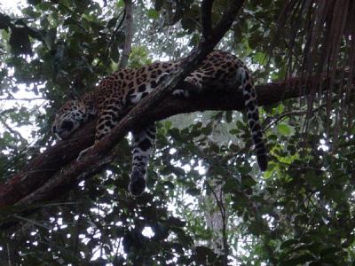 Jaguar at the Belize Zoo