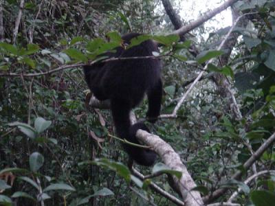 Monkey at the Belize Zoo