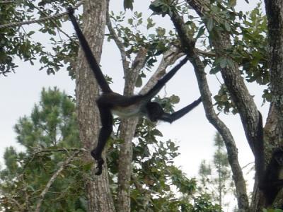 Monkey at the Belize Zoo