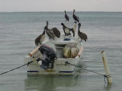 Ambergris Caye