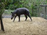 Tapir at the Belize Zoo