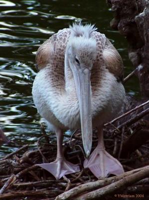 Juvenile Pink-backed Pelican