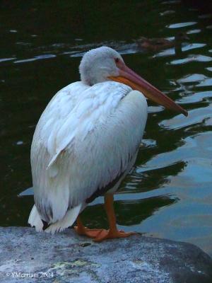 Resting White Pelican