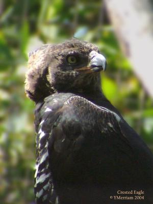 Crested Eagle Portrait