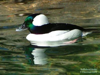 Bufflehead Drake
