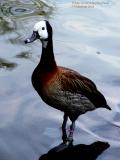 White-faced Whistling Duck