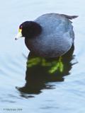 Big Ol Coot Footsies