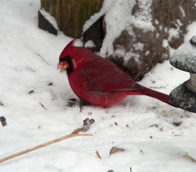 121904MCsnow.jpg