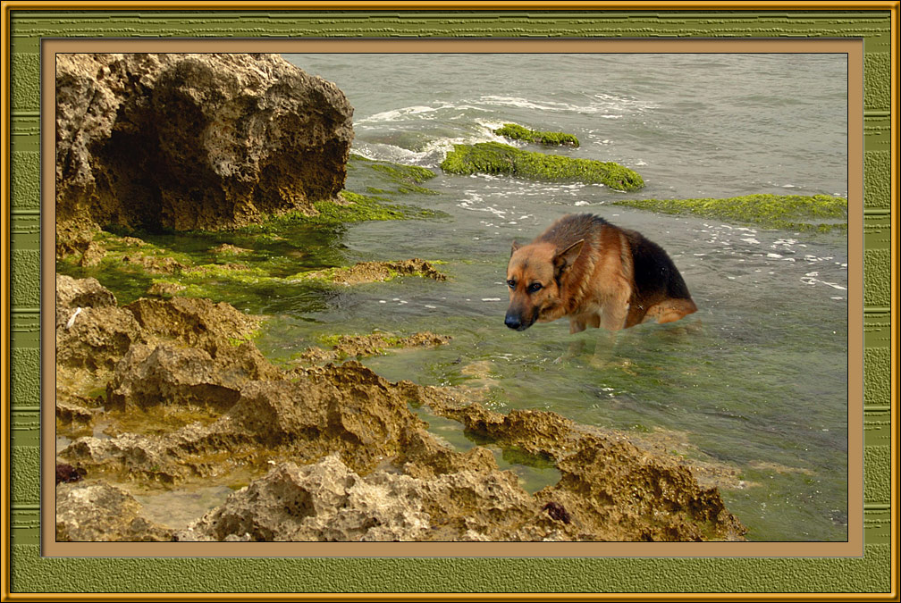 In memory of Luki, my old dog...