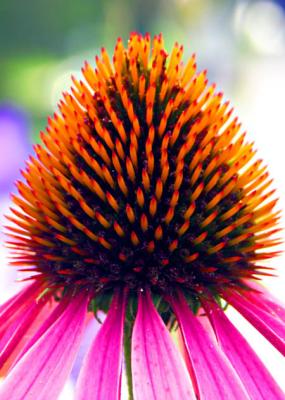 echinacea