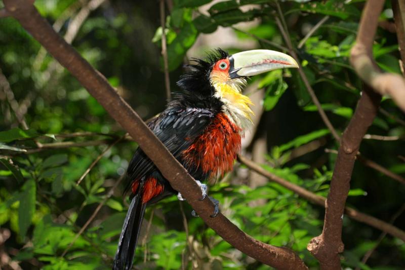 Even Toucans take a bath!