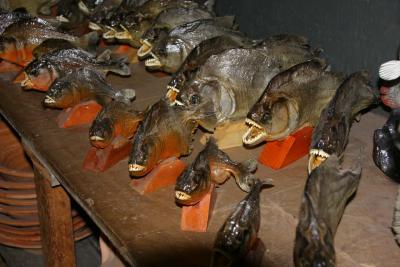 Manaus-mounted Piranhas