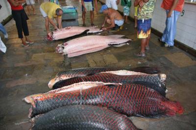Pirarucu (large Amazon fish) at Manaus Fish Market
