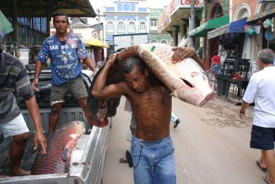Man carrying Pirarucu fish into Manaus fish market