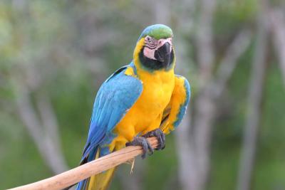 Macaw (Arara in Manaus)