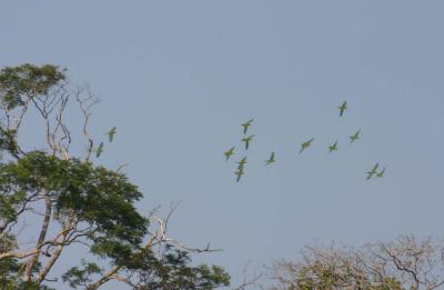 Flock of beautiful parrots