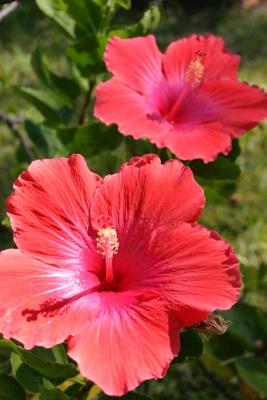 Hibiscus