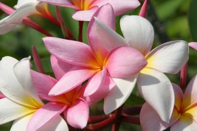 Plumeria