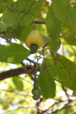 Caju fruit on tree