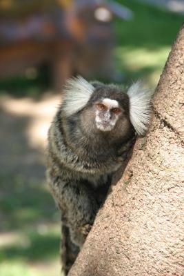 Cute monkey ( Common Marmoset ) in Rio