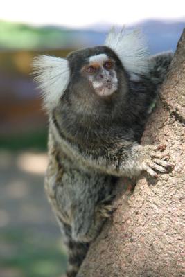 Cute monkey ( Common Marmoset ) in Rio
