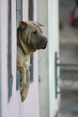 Ouro Preto-dog enjoying the view