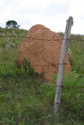 Termite mounds (huge)
