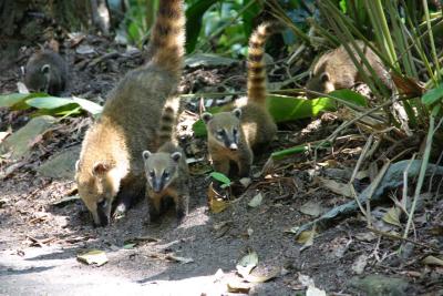 Tijuca Forest family of Quatis