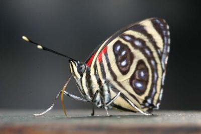 Butterfly at Iguacu Falls