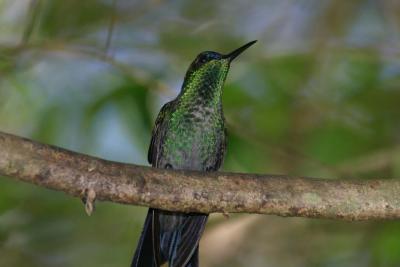 Hummingbird at Iguacu Falls