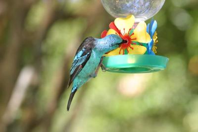Bird garden (Iguacu Falls Hotel Tropical)