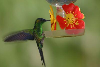 Hummingbird at Hotel Tropical Iguacu Falls