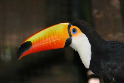 Toucan (Iguacu Falls bird park)