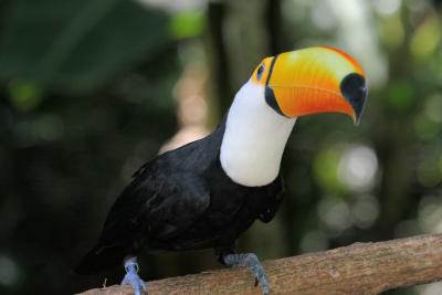 Toucan (Iguacu Falls bird park)