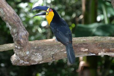 Toucan (Iguacu Falls bird park)