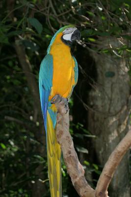 Macaw/Arara (Iguacu Falls bird park)