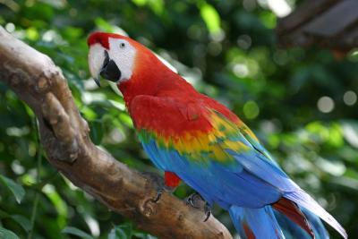 Macaw/Arara (Iguacu Falls bird park)