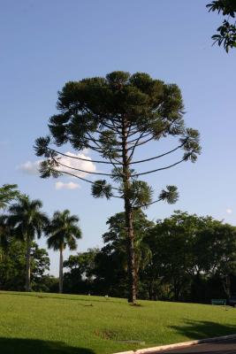 Parana Pine tree