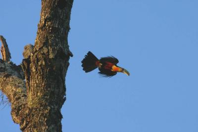 Toucan leaving nest inside tree trunk