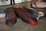 Pirarucu (large Amazon fish) at Manaus Fish Market