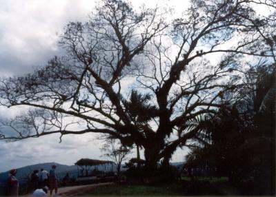 Old tree on a plantation in Jamaica.jpg