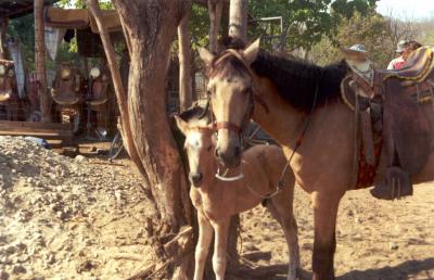 Huatulco Mexico- Mare and her Colt.jpg