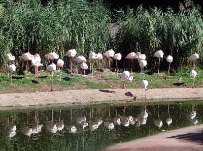 flamingos