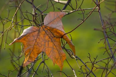 Fall Nature
