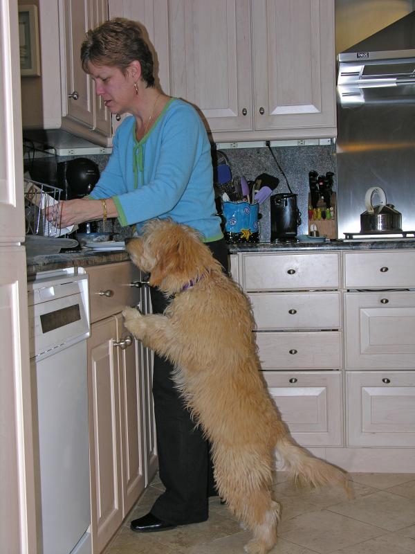 Kona is a great help in the kitchen