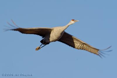 DSC_7900.jpg