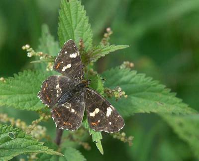 Map butterfly ( sommer phase) - Nldesommerfugl - Araschnia Levana