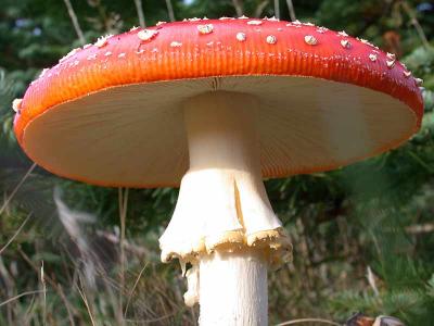 Amanita muscaria Rød-Fluesvamp