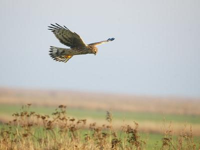 Hen Herrier female - Bl Krhg  hun - Circus cyaneus